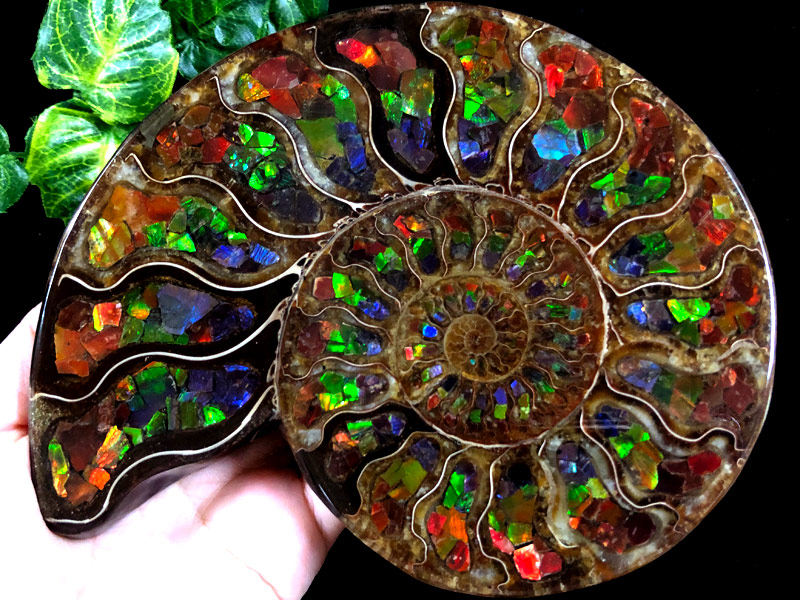 1点物！超激レア！虹色に輝くイリデッセンス☆アンモナイト化石宝石