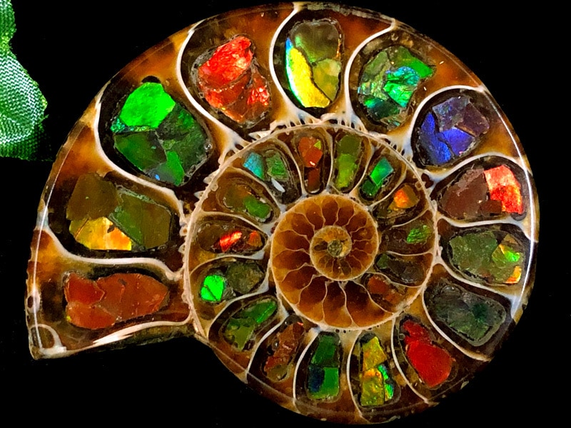 アンモナイト 化石 置物 川石 自然石 盆石 鑑賞石 天然石 無加工石