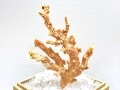 激レア！★完全天然★高品質、日本産★天然石/高知県沖/天然ピンク珊瑚(Coral)/原木/1個【天然石/パワーストーン】【アメリカツーソン・香港展示会・世界各地出展品買い付け】H|コーラル(珊瑚)：原