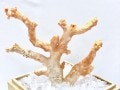 激レア！★完全天然★高品質、日本産★天然石/高知県沖/天然ピンク珊瑚(Coral)/原木/1個【天然石/パワーストーン】【アメリカツーソン・香港展示会・世界各地出展品買い付け】H|コーラル(珊瑚)：原