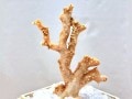 激レア！★完全天然★高品質、日本産★天然石/高知県沖/天然ピンク珊瑚(Coral)/原木/1個【天然石/パワーストーン】【アメリカツーソン・香港展示会・世界各地出展品買い付け】H|コーラル(珊瑚)：原