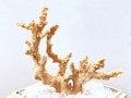激レア！★完全天然★高品質、日本産★天然石/高知県沖/天然ピンク珊瑚(Coral)/原木/1個【天然石/パワーストーン】【アメリカツーソン・香港展示会・世界各地出展品買い付け】H|コーラル(珊瑚)：原