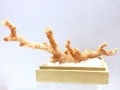 激レア！★完全天然★高品質、日本産★天然石/高知県沖/天然ピンク珊瑚(Coral)/原木/1個【天然石/パワーストーン】【アメリカツーソン・香港展示会・世界各地出展品買い付け】B|コーラル(珊瑚)：原