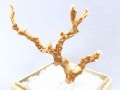 激レア！★完全天然★高品質、日本産★天然石/高知県沖/天然ピンク珊瑚(Coral)/原木/1個【天然石/パワーストーン】【アメリカツーソン・香港展示会・世界各地出展品買い付け】B|コーラル(珊瑚)：原