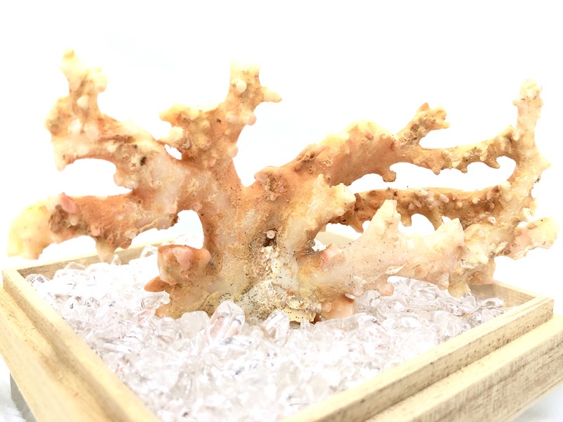 【新品】高知県産　ピンク珊瑚　84g 新品】高知県産 ピンク珊瑚 84g 新品】高知県産ピンク珊瑚84g