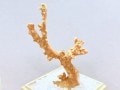 激レア！★完全天然★高品質、日本産★天然石/高知県沖/天然ピンク珊瑚(Coral)/原木/1個【天然石/パワーストーン】【アメリカツーソン・香港展示会・世界各地出展品買い付け】H|コーラル(珊瑚)：原