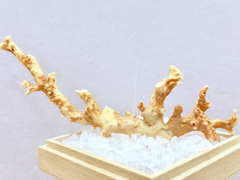63 レア品！青珊瑚(レインボーコーラル)の印材、原木