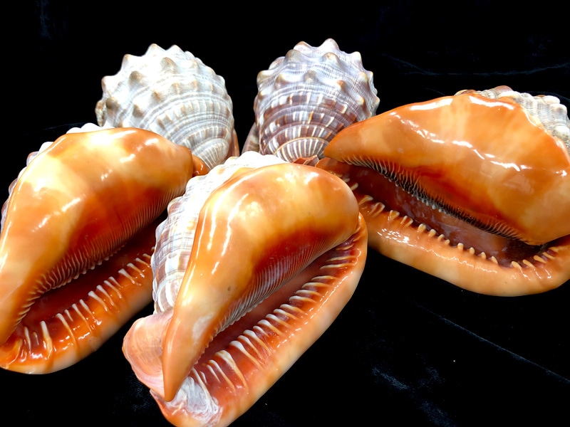 大型で色が特徴的な貝殻 マンボウガイ　貝殻　標本 万年貝(マンボウガイ)【約14cm前後/1個】 En: Bull mouth