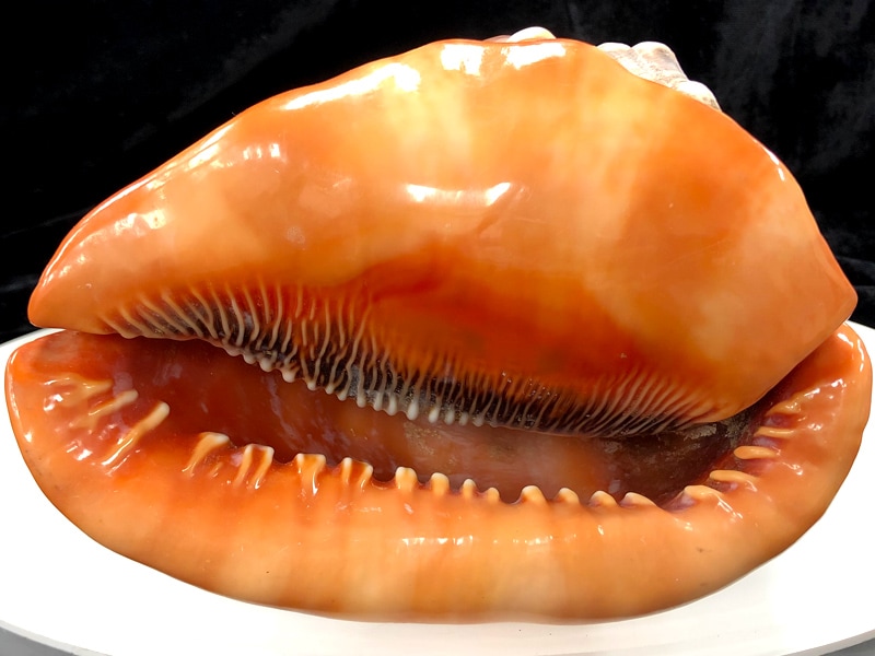 激レア！大自然の神秘☆高発色カラー☆照り・艶☆マダガスカル産/天然