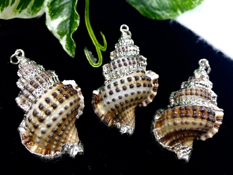 人気！大自然からの贈りもの☆鮮やかな貝殻☆つやつや☆シェルパーツ