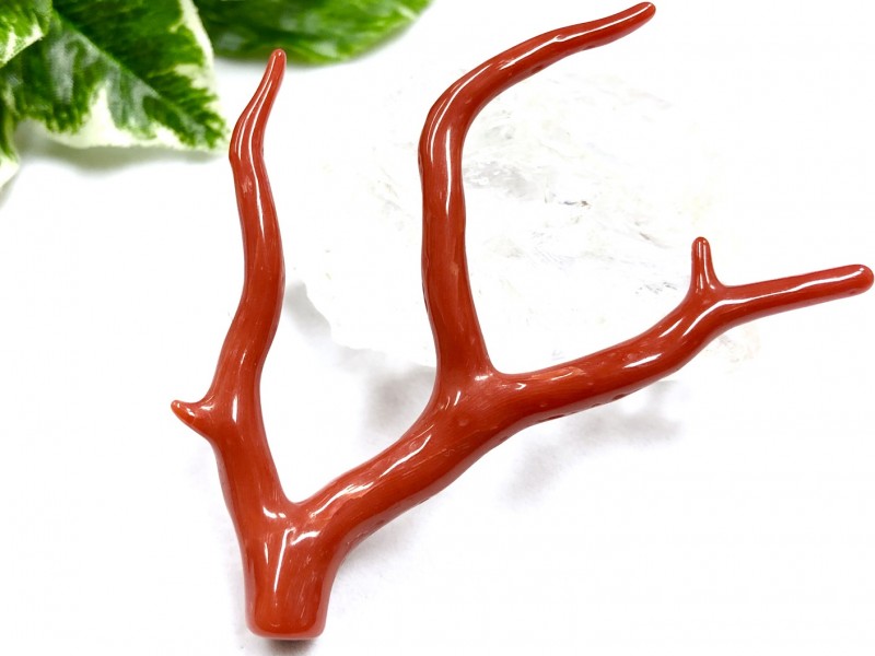 赤珊瑚 天然アップル珊瑚 原木