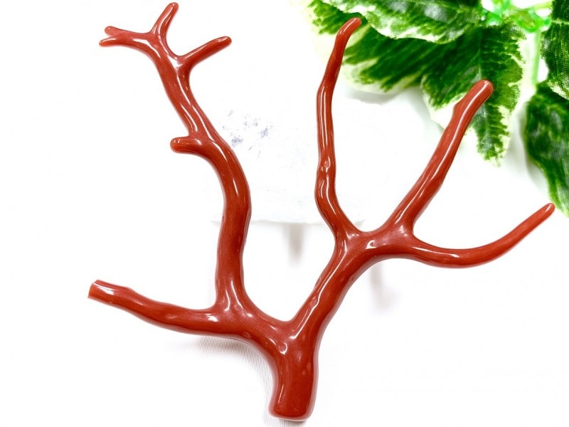 赤珊瑚 天然アップル珊瑚 原木