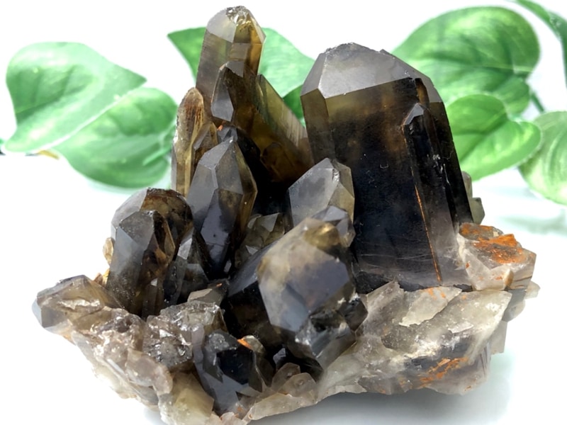 ¡Ú1ÅÀʪ¡Û·ã¥ì¥¢¡ª¡ú¥Á¥Ù¥Ã¥È»º¡ú¶¯ÎϤÊÌñ½ü¤±¡úÅ·Á³¸¶ÀÐ/¥â¥ê¥ª¥ó¡Ê¹õ¿å¾½¡Ë¥¯¥é¥¹¥¿¡¼/1¸Ä¡ÚÅ·Á³ÀÐ/¥Ñ¥ï¡¼¥¹¥È¡¼¥ó¡Û¡Ú¥¢¥á¥ê¥«¥Ä¡¼¥½¥ó¡¦¹á¹ÁŸ¼¨²ñ¡¦À¤³¦³ÆÃϽПÉÊÇ㤤ÉÕ¤±¡Û