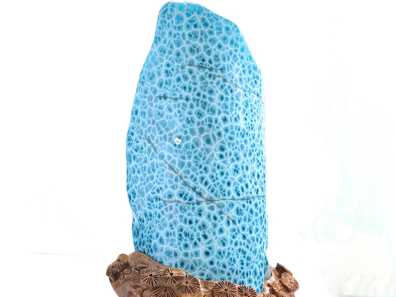 ��1��ʪ��Ķ��쥢������ֳ������С��ɥߥ˥����¹�/Ķ�������ޡ��ʥ֥롼�ڥ��ȥ饤��/������������/Larimar�˥ݥ�å��她�ȡ���/��4.7kg/1�ġ�ŷ����/�ѥ���ȡ���ۡڥ���ꥫ�ġ����󡦹��Ÿ�����������Ͻ�Ÿ���㤤�դ���