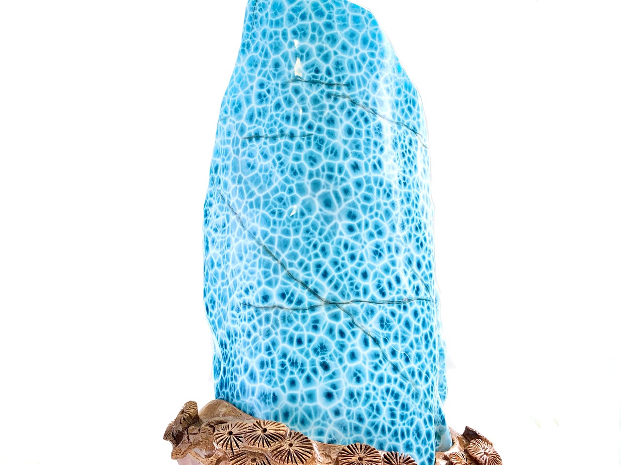 ��1��ʪ��Ķ��쥢������ֳ������С��ɥߥ˥����¹�/Ķ�������ޡ��ʥ֥롼�ڥ��ȥ饤��/������������/Larimar�˥ݥ�å��她�ȡ���/��4.7kg/1�ġ�ŷ����/�ѥ���ȡ���ۡڥ���ꥫ�ġ����󡦹��Ÿ�����������Ͻ�Ÿ���㤤�դ���