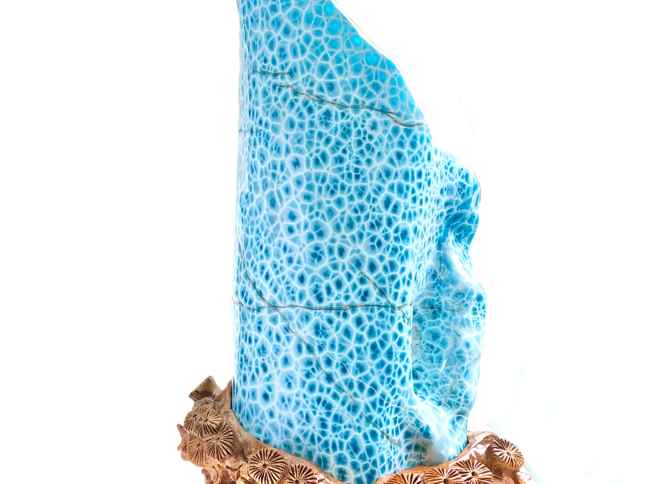 ��1��ʪ��Ķ��쥢������ֳ������С��ɥߥ˥����¹�/Ķ�������ޡ��ʥ֥롼�ڥ��ȥ饤��/������������/Larimar�˥ݥ�å��她�ȡ���/��4.7kg/1�ġ�ŷ����/�ѥ���ȡ���ۡڥ���ꥫ�ġ����󡦹��Ÿ�����������Ͻ�Ÿ���㤤�դ���