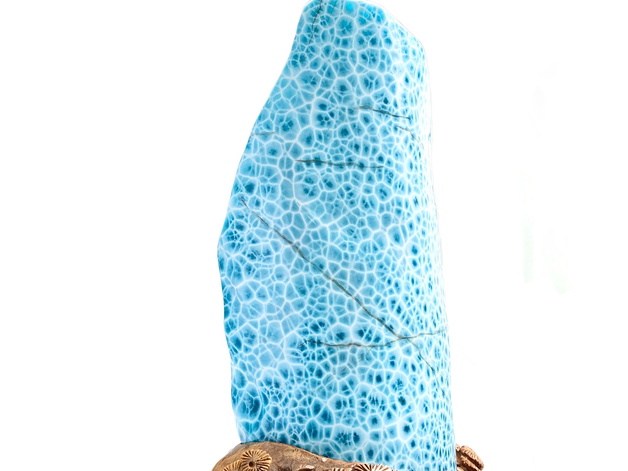 ��1��ʪ��Ķ��쥢������ֳ������С��ɥߥ˥����¹�/Ķ�������ޡ��ʥ֥롼�ڥ��ȥ饤��/������������/Larimar�˥ݥ�å��她�ȡ���/��4.7kg/1�ġ�ŷ����/�ѥ���ȡ���ۡڥ���ꥫ�ġ����󡦹��Ÿ�����������Ͻ�Ÿ���㤤�դ���