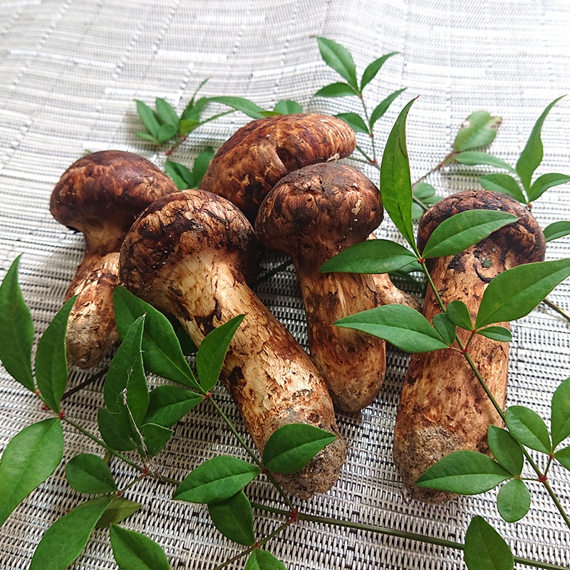 松茸　北海道　500g 　国産　① 国産まつたけ 500g | すべての商品 | ますちーぼ (TS CUBIC