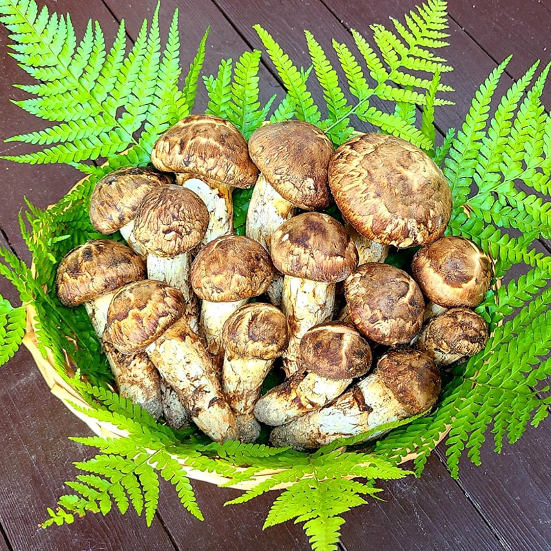 松茸　北海道　500g 　国産　① 楽天市場】カナダ・北米産 ”松茸” 約500g 開き 大きさおまかせ