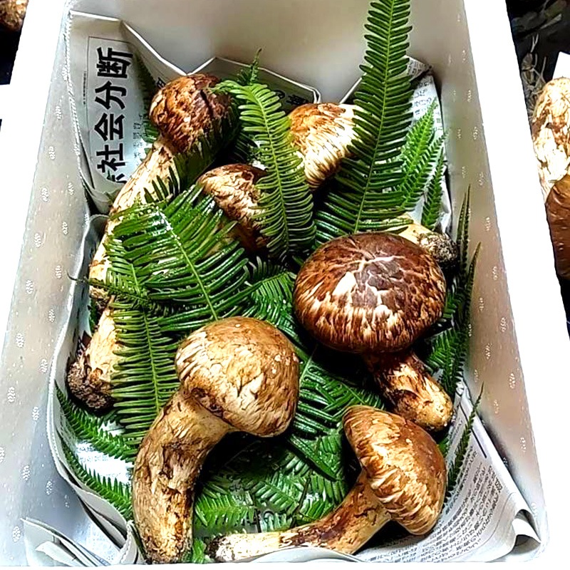 松茸　北海道　500g 　国産　① 国産まつたけ 500g | すべての商品 | ますちーぼ (TS CUBIC