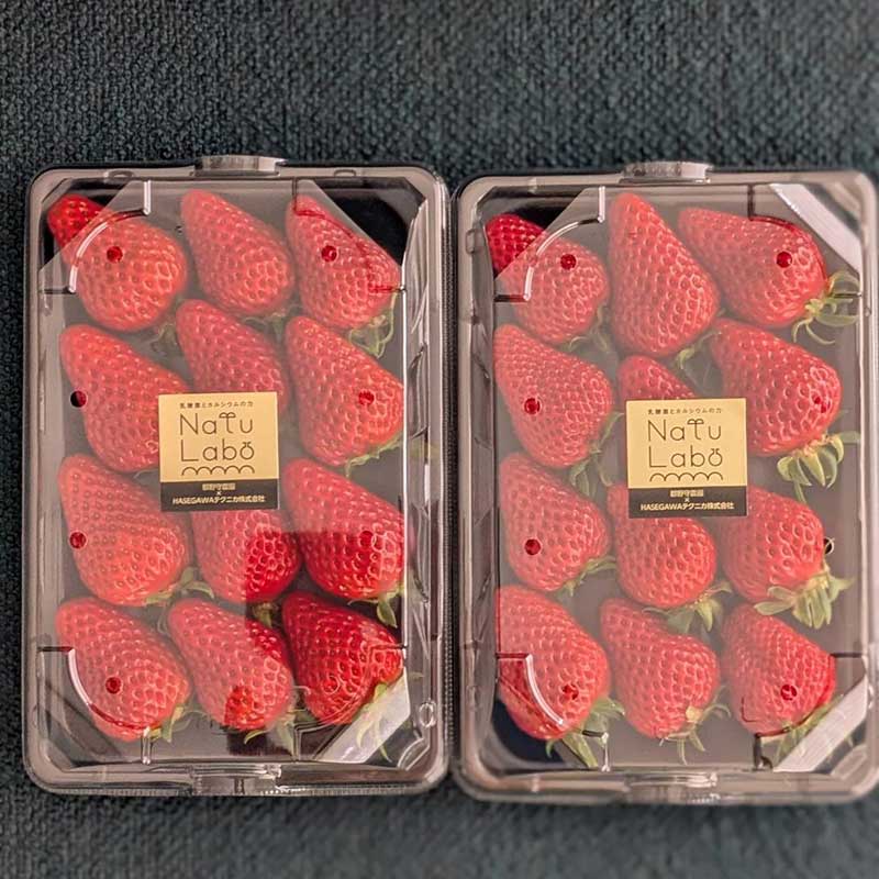 いちご　紅ほっぺ