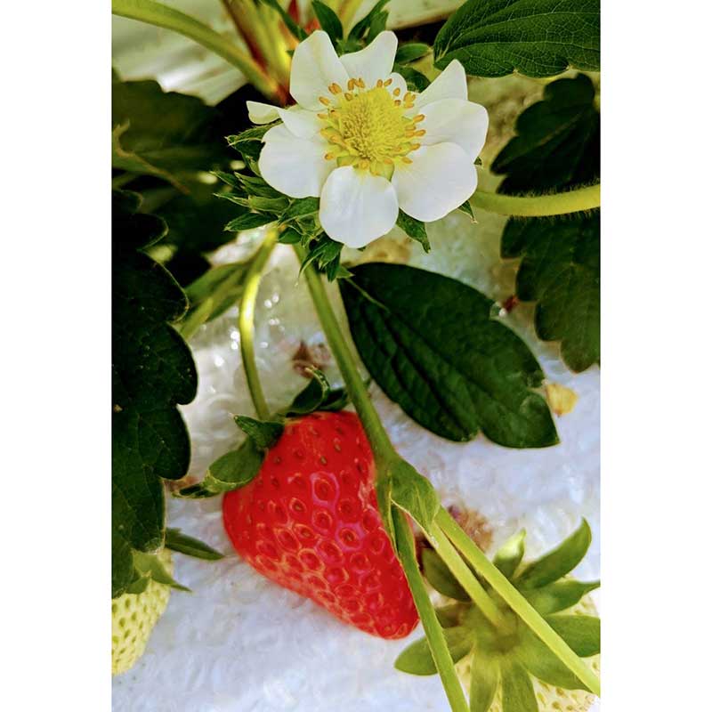 いちご　紅ほっぺ