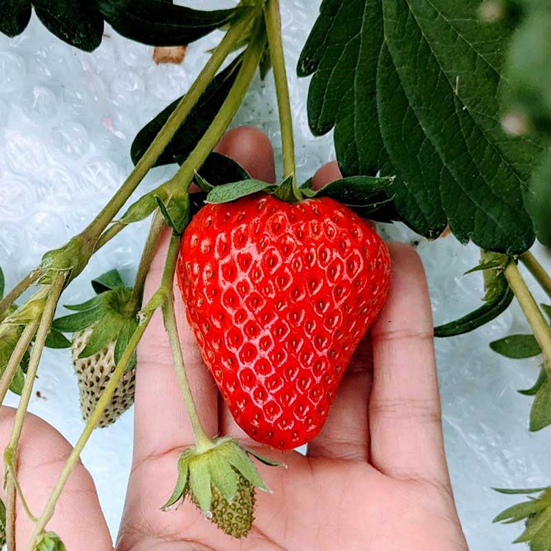 いちご　紅ほっぺ