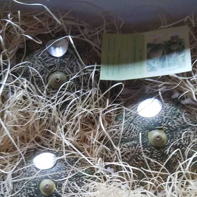 特秀　益田産アムスメロン　4-5玉