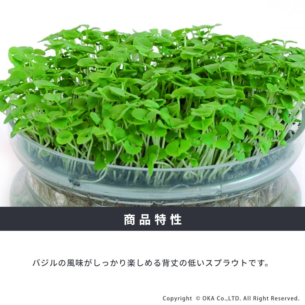 新品未使用 23-24 オガサカ sprout スプラウト 152 選べる特典付] 24