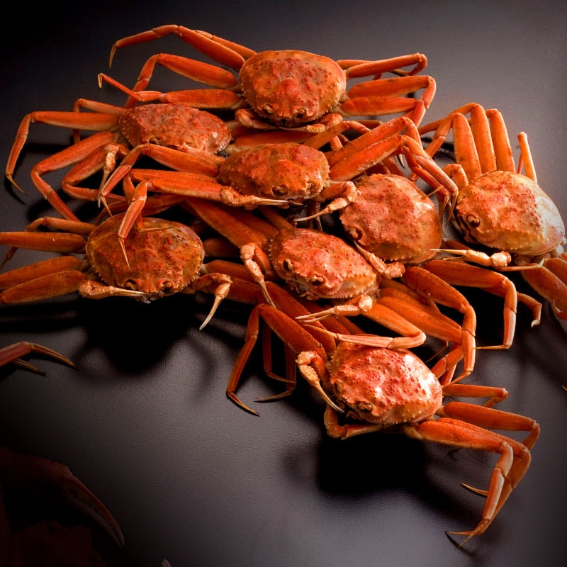 境港産 親がに（松葉がに・雌）