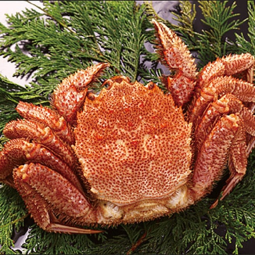 【まごころ便期間限定】北海道オホーツク海産 毛ガニ 1尾【大】 約660g《冷凍》【のし対応】(お取り寄せ)(7～10日程度でのお届け予定)