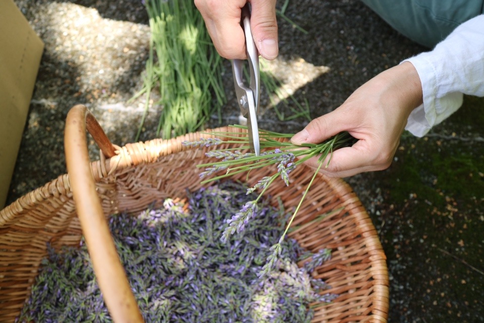 ラベンダー(ご自宅用・会員価格あり)