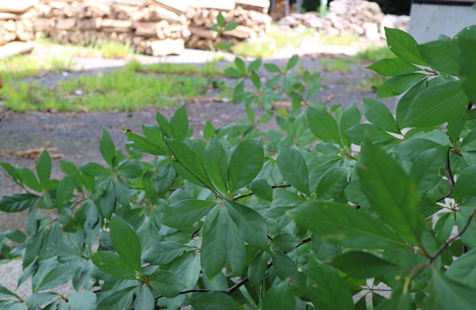 クロモジ（トライアルサイズ）