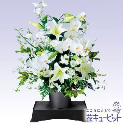 ¨Ϥǽ۶ա⵮ʤ󥸥ȡ򡦥꡼