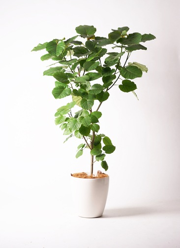 ���ޤ������տ�ʪ10��ȭ