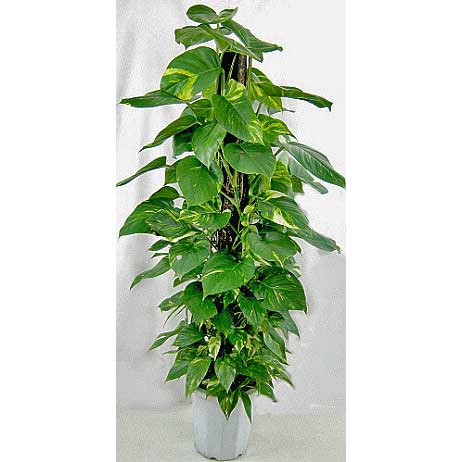 ���ޤ������տ�ʪ10��ȭ