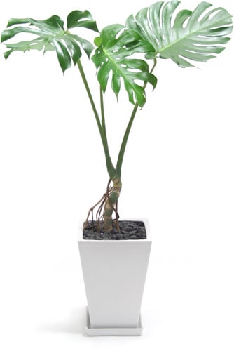 ���ޤ������տ�ʪ10��ȭ