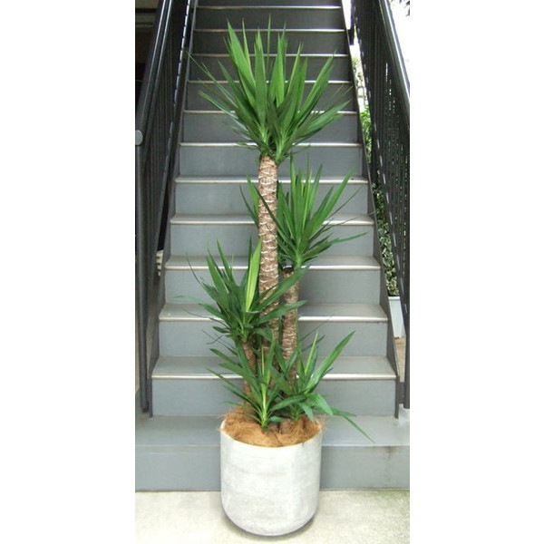 ���ޤ������տ�ʪ10��ȭ