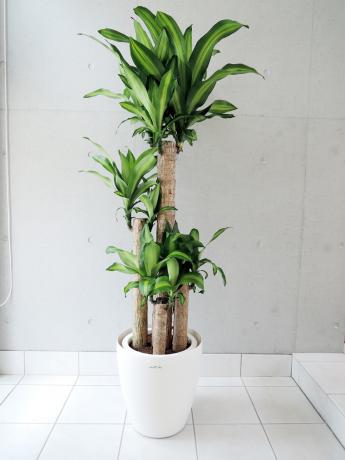 ���ޤ������տ�ʪ10��ȭ