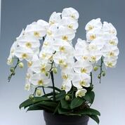 �����������٤��5��Ω��ĳ������úǹ��ʼ�