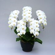 �����������٤��5��Ω��ĳ������úǹ��ʼ�