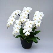 �����������٤��5��Ω��ĳ������úǹ��ʼ�