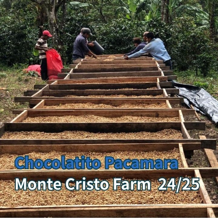 ニカラグア パカマラ・チョコラティ―ト 24/25