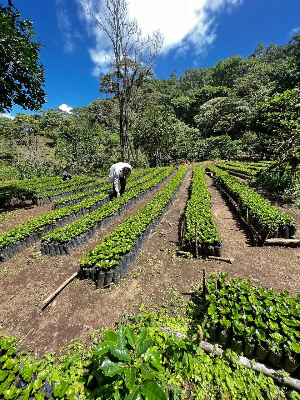 ニカラグア・パブロベラスケス農園 24/25