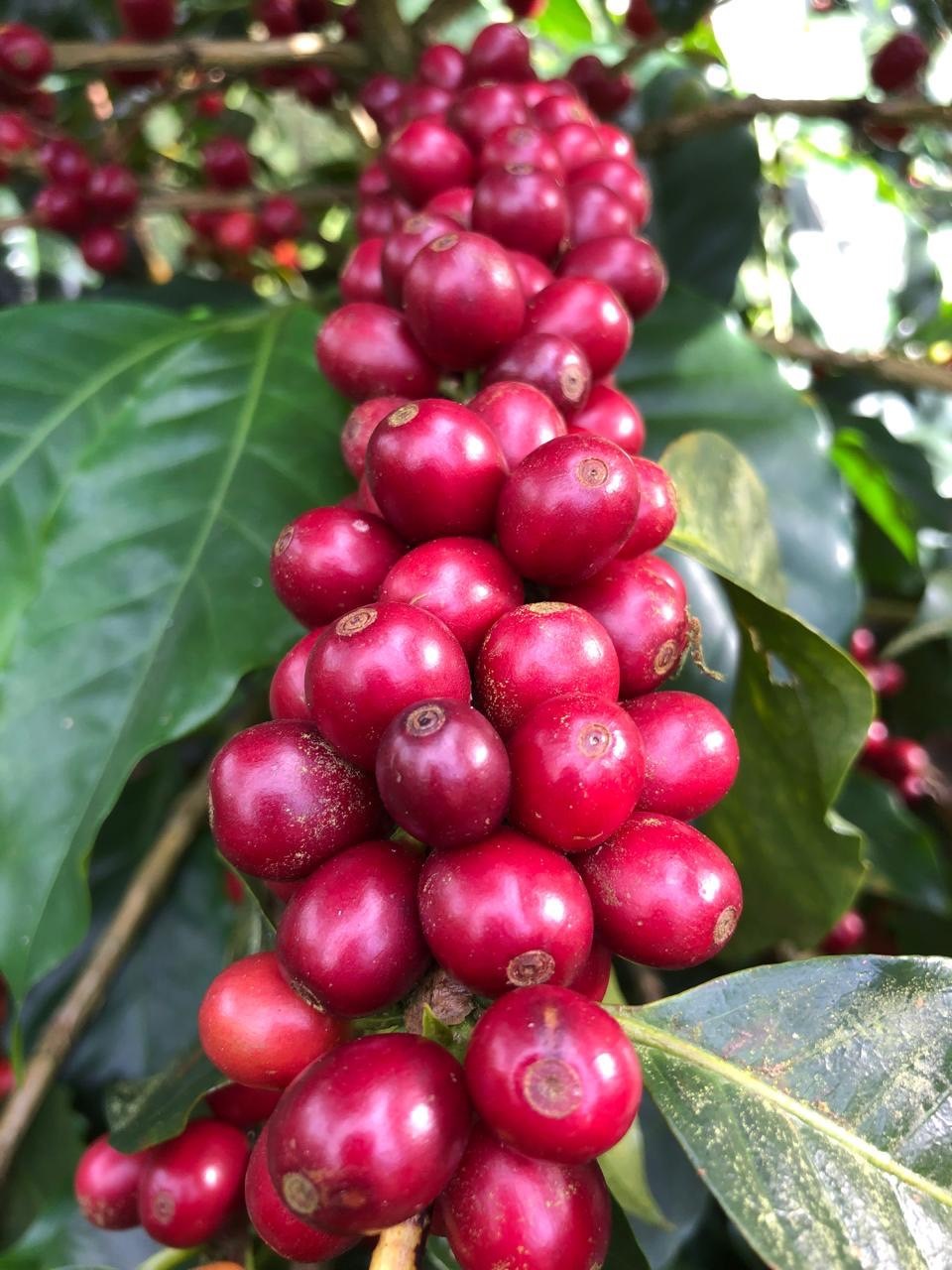 ニカラグア・モンテクリスト農園Honey 24/25