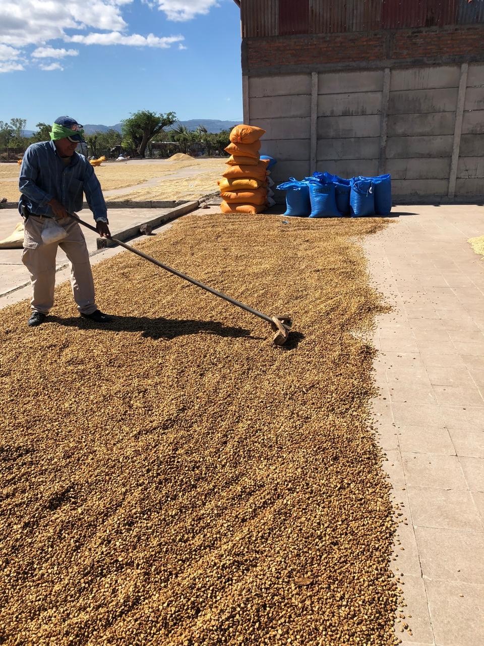 ニカラグア・ジャバニカ・ジャスミン  24/25