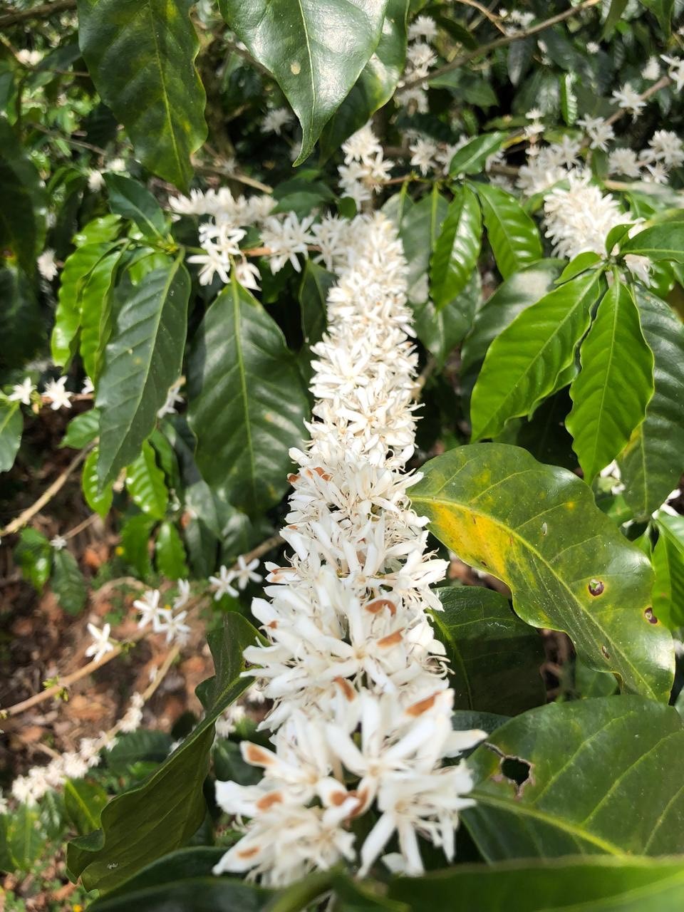 ニカラグア・ジャバニカ・ジャスミン  24/25