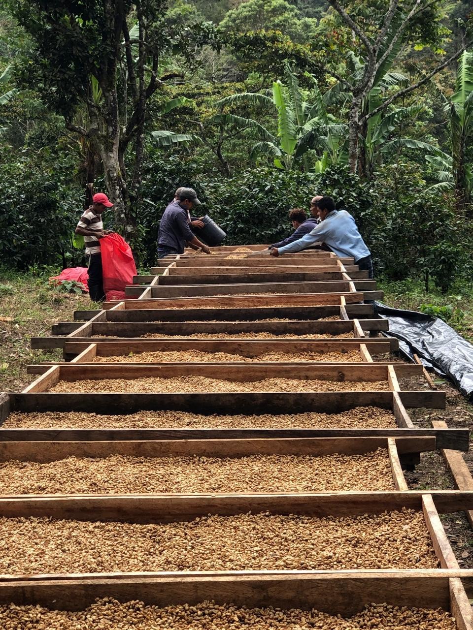 ニカラグア パカマラ・チョコラティ―ト 24/25