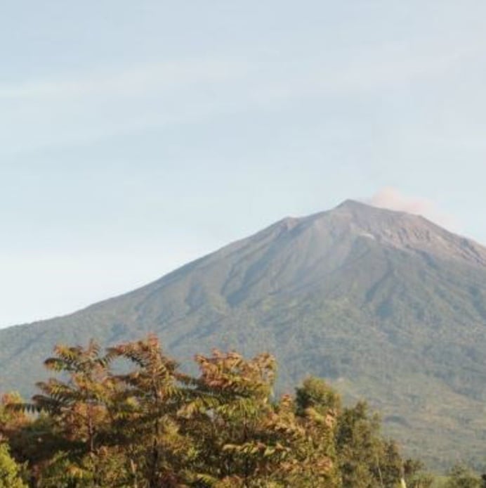 インドネシア  MANDHELING LINTONG GREEN GECKO(ｸﾞﾘｰﾝｹﾞｯｺｳ) ｽﾏﾄﾗ式(24/25)