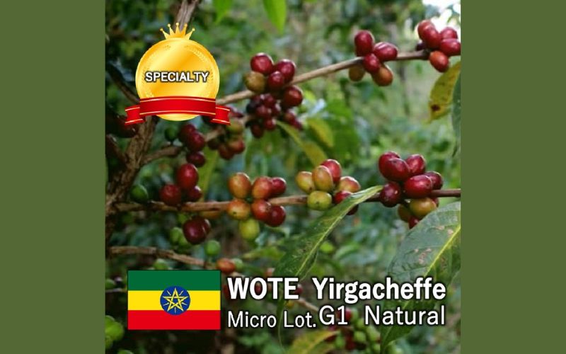 エチオピア  WOTE Yirgacheffe MicroLot.G1　　 Natural(24/25)